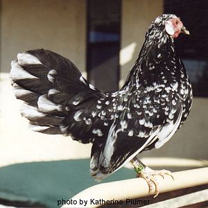 Plummer Mottled Rosecomb.jpg--- NOT MY BIRD!