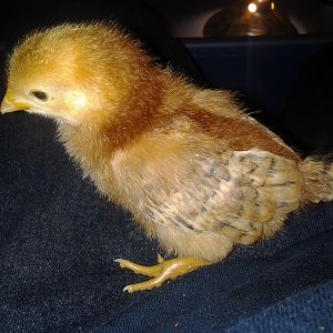 chick 1