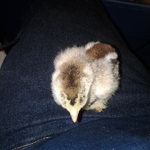 chick 2