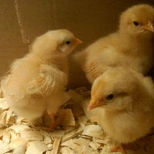 penny on the left, honey sitting down and ruby in the back