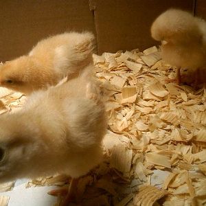 honey checking out my cell phone, ruby to the left and penny in the corner