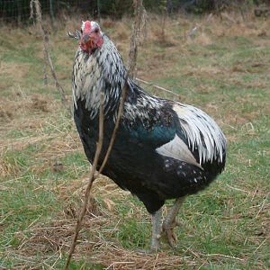 pale golden duckwing araucana cockerel