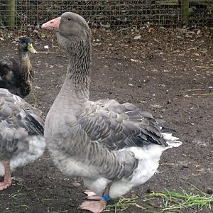 A YOUNG DEWLAP GANDER AT 16 WEEKS OLD. ALREADY VERY BIG IN SIZE.