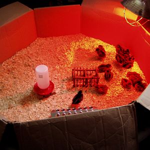 The Ladies in our swimming pool brooder.