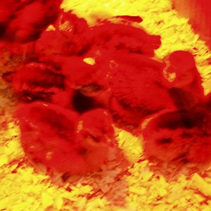huddling