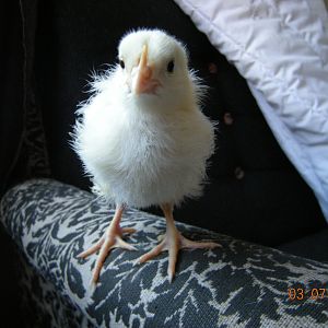 White Leghorn