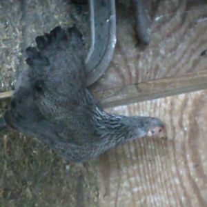 This is the Banty...her name is Henrietta, (AKA "Dori"), One day last week, she laid 2 eggs!