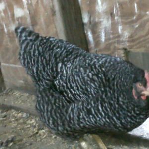 Very smart, demonstrating how to use the door to the hen house!