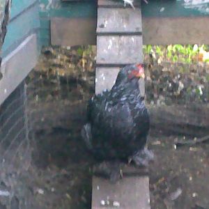 This is Ethyl...I'm not sure what breed she is? Anyone know? Please share your expertise! She has feathered feet, and is quite large. She is very docile, too.