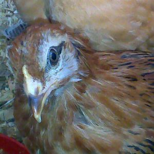 Love the little Americauna...she replaces my Dorothy, who was killed by a boxer.