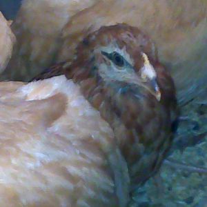 This batch is more inquisitive than the last ones. There are 6 Buff Orps and one Americauna...all about the same age.