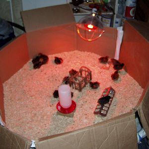 Chicks in the kiddie pool brooder.