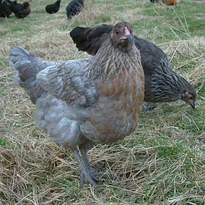 olive egger pullets (sisters) blue and normal
