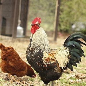 Rooster, Hen, and Chicken Coop.