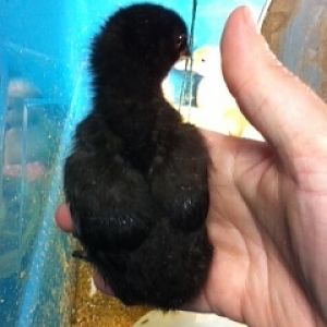 back of same chick