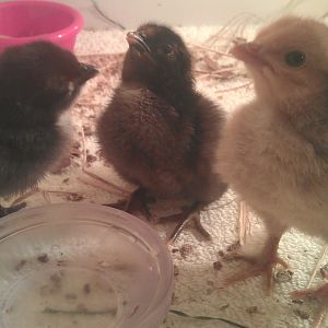 3 is a crowd!!! My homemade incubator works!!!