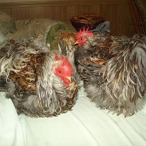 Red on the Left - 6 months at photo
Boyfriend on Right about a year

Red has been shown as "Red Laced Blue Cochin" at the Florida State Fair he got Best Variety - with the comment does not show sufficient lacing across back and front (These are the areas were he is blue.)