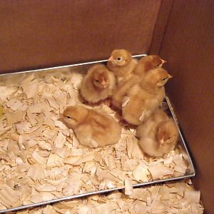 Standard sexed Tractor Supply chicks. Not sure what breed yet.