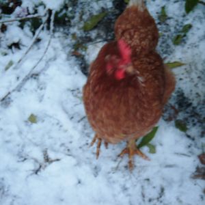 My youngest hen, Pumpkin or Digger as we now call her, in the snow, she once dug a hole so deep she couldn't jump out and is my Mum's favourite hen as she help pick the spots for new plants.