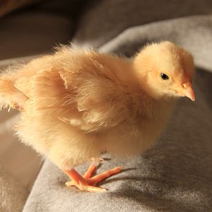 Little Rose (1 week)