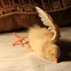 Blanche sunbathing (1 week)