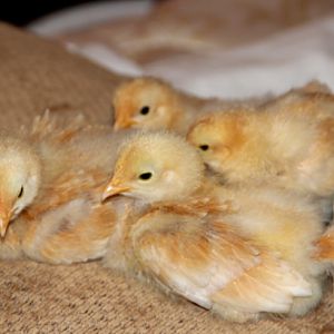 Dorothy, Blanche, Rose & Sophia - 2 weeks