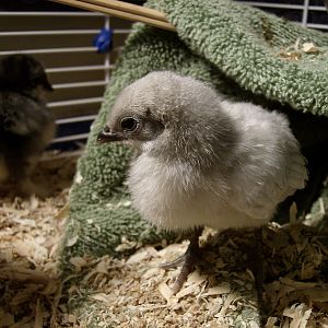 Bantam 1 1/2 week? Purchased 03/04/12