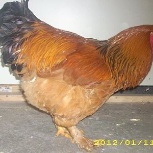 this is my buff brahma cockerel