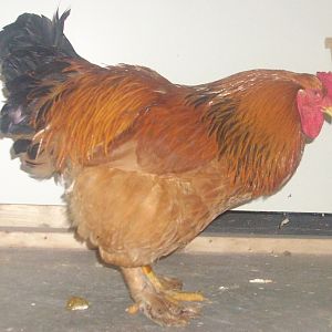 this is my buff brahma cockerel