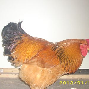 this is my buff brahma cockerel