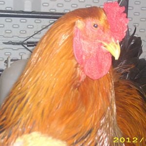 this is my buff brahma cockerel