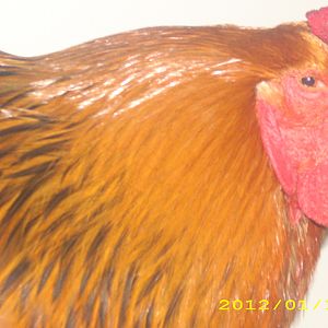 this is my buff brahma cockerel