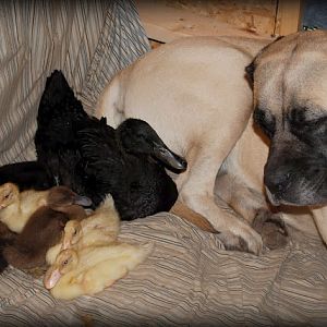 20101021 Flynn with Shadow and babies