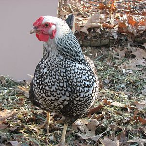 Spaghetti one of our silver Laced Wyandotte Hens