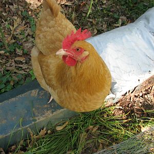 Biscuit our Buff Orpington Hen