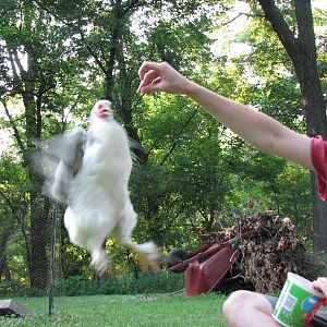 Castelli jumping fro treats!