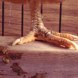 A hen healing from a bad case of leg mites, all her scales had been standing up like the one on the middle one before i got her!  Poor thing!