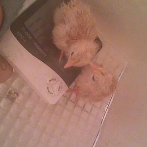 My first Buff Orpington chicks!