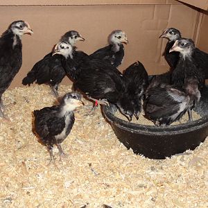 WFBS hatched in February, Lund Poultry and Spring HIll Heritage Poultry Conservatory