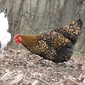 Spencer our Golds Laced Wyandotte.  
She is the hardest  workin chicken we own!