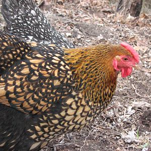 Spencer our Golds Laced Wyandotte.  
She is the hardest  workin chicken we own!