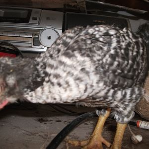 Black Sexlink Rooster | BackYard Chickens - Learn How to Raise Chickens