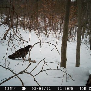 Turkey Vulture