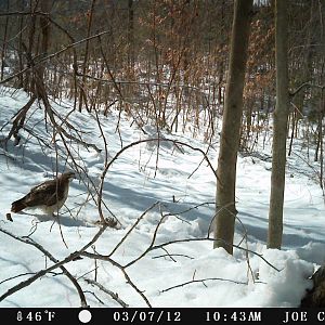 Hawk