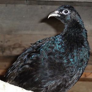 Melanistic Mutant pheasant hen