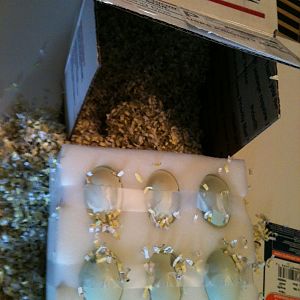 foam shipping