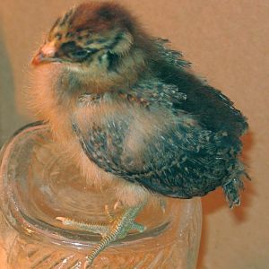 Sheena at 9 days.