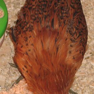 Sheena's Feathers