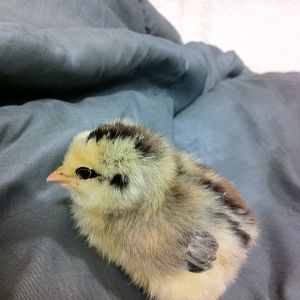Ameraucana chick three days old. Purchased 3/9/2012.