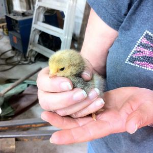 Buff Brahma 1 week old.
